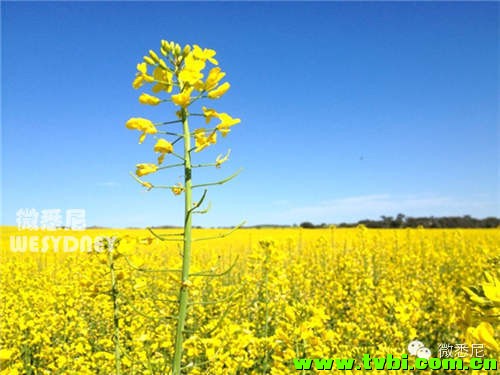 这画面太黄我不敢看！今年新州油菜花田有多美你造吗~