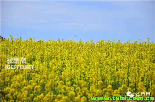 这画面太黄我不敢看！今年新州油菜花田有多美你造吗~