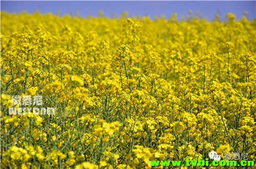 这画面太黄我不敢看！今年新州油菜花田有多美你造吗~