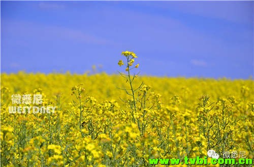 这画面太黄我不敢看！今年新州油菜花田有多美你造吗~