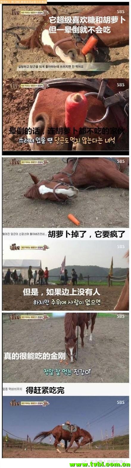 韩国有一匹马，只要一有人骑它，它就会晕倒装死...下一届影帝 ...