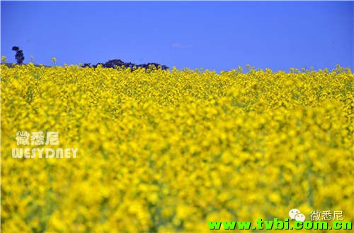 【微悉尼独家】这画面太黄我不敢看！今年新州油菜花田有多美你造吗~ ...